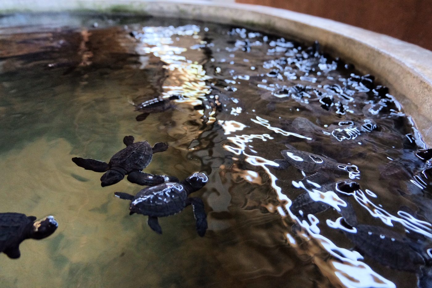 Turtle Conservation Project